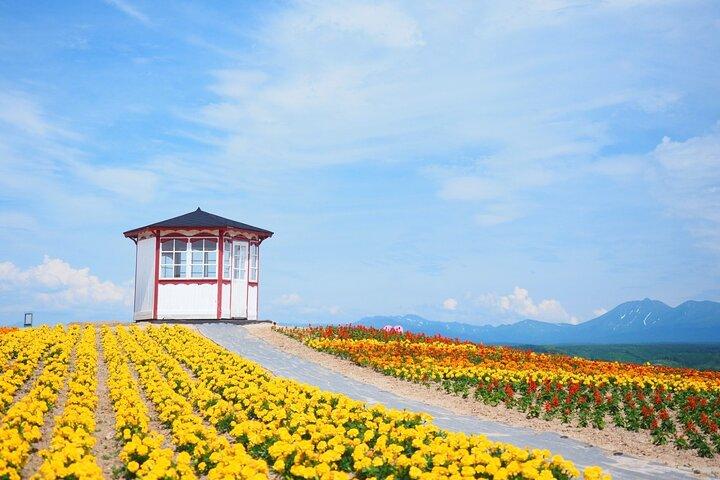 Hokkaido : Biei Blue Pond & Furano Lavender Farm Day Tour