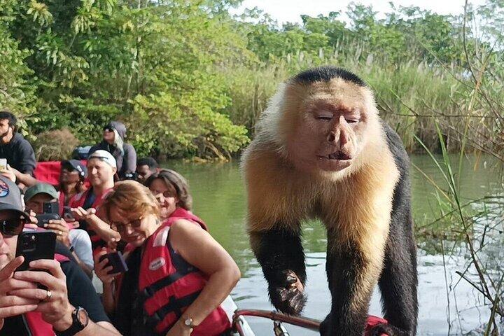 Excursão de meio dia pelo Canal do Panamá e Gatun Lake Wildlife