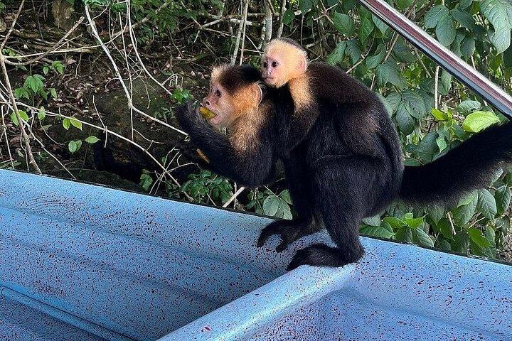 Excursão de meio dia pelo Canal do Panamá e Gatun Lake Wildlife