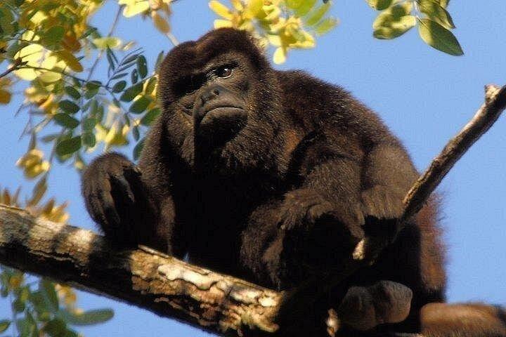 パナマ運河とガトゥン湖野生動物半日ツアー