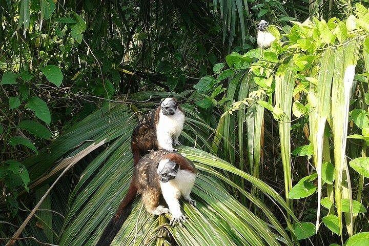 パナマ運河とガトゥン湖野生動物半日ツアー