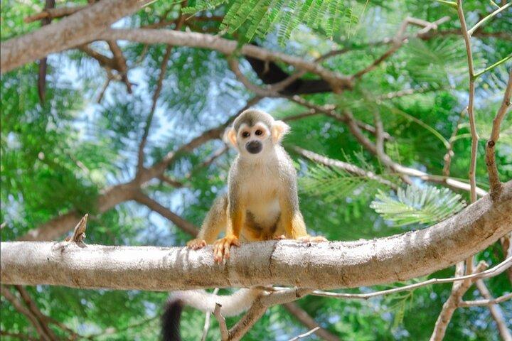 Monkey House VIP Punta Cana – 4 Arters Uddannelsestur