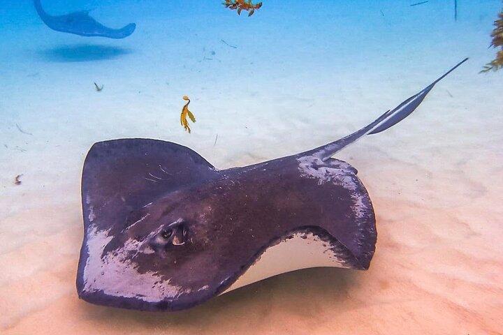 Hoteller i nærheden af Stop Ultimate Grand Cayman Stingray City, Seven Mile Beach Tour