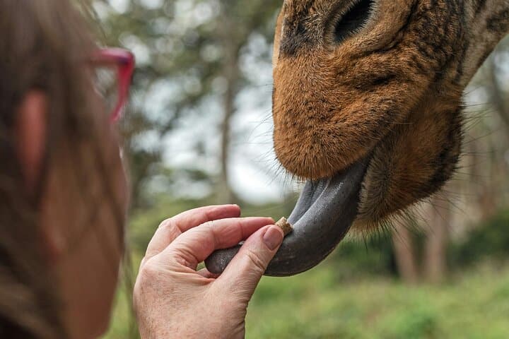 Nairobi National Park Tour Optional Elephant and Giraffe Center