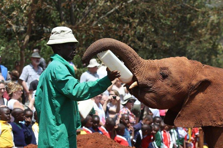 Nairobi National Park Tour Optional Elephant and Giraffe Center