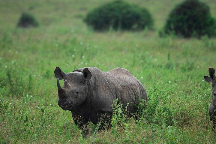 Nairobi National Park Tour Optional Elephant and Giraffe Center