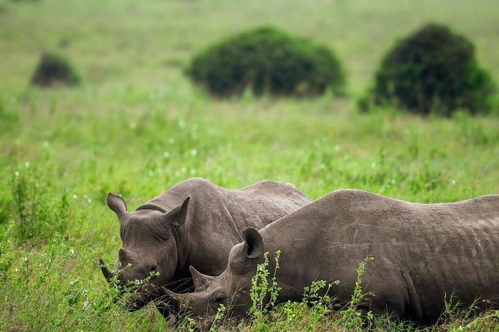 Nairobi National Park Tour Optional Elephant and Giraffe Center