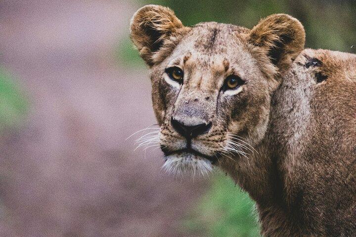 Nairobi National Park Half Tour
