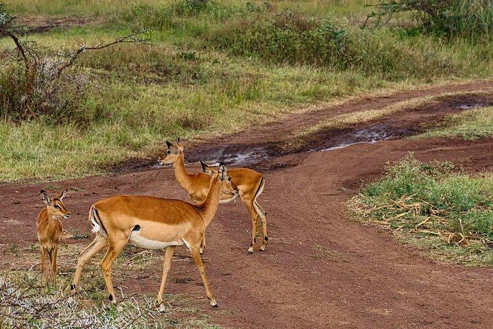 Nairobi National Park Tour Optional Elephant and Giraffe Center