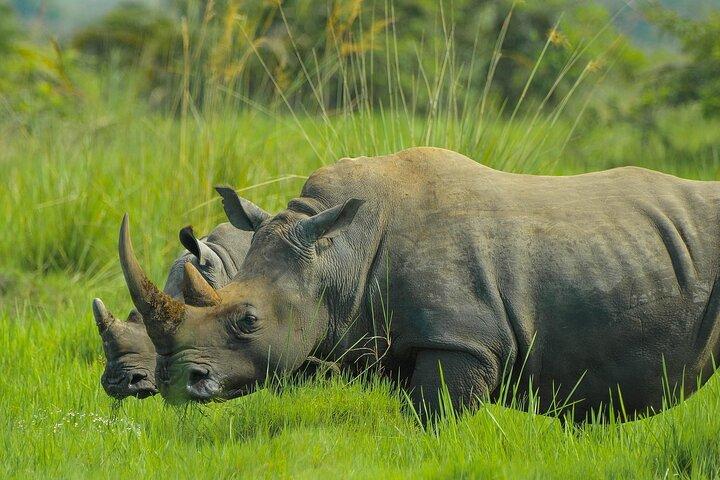 8 Tage Uganda Safari Gorillas, Nashörner, Big Game, Seen und R.Nil