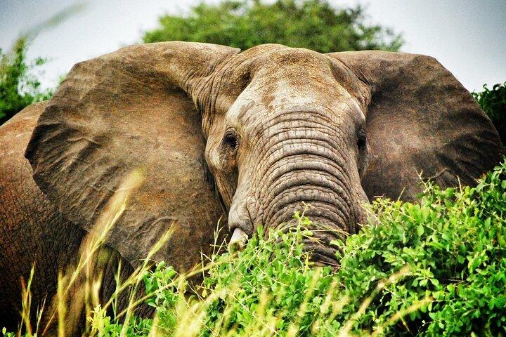 8 Tage Uganda Safari Gorillas, Nashörner, Big Game, Seen und R.Nil