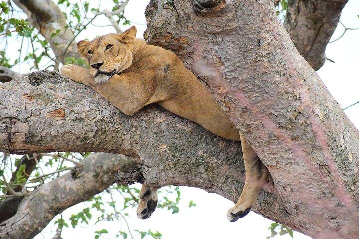 8 Tage Uganda Safari Gorillas, Nashörner, Big Game, Seen und R.Nil
