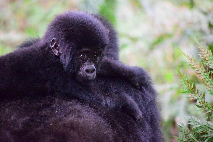 8 Tage Uganda Safari Gorillas, Nashörner, Big Game, Seen und R.Nil
