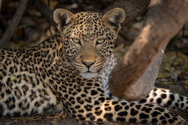 6 - Dag Kenia Big Five Wildlife en Adventure Safari