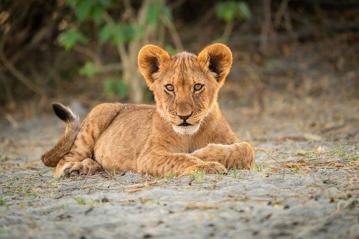 6 - Tag Kenia Big Five Wildlife und Abenteuer Safari