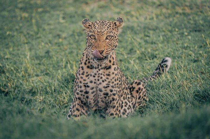 6 - Tag Kenia Big Five Wildlife und Abenteuer Safari