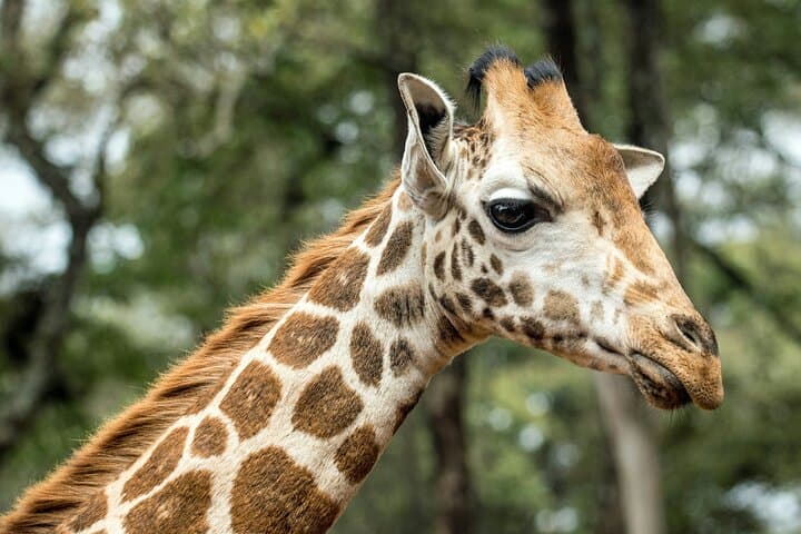 Nairobi National Park Tour Optional Elephant and Giraffe Center