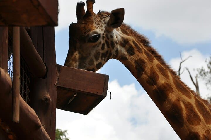 Nairobi National Park Tour Optional Elephant and Giraffe Center