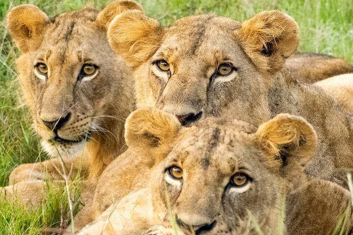 Nairobi National Park Tour Optional Elephant and Giraffe Center