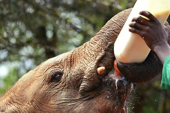 Nairobi National Park Tour Optional Elephant and Giraffe Center