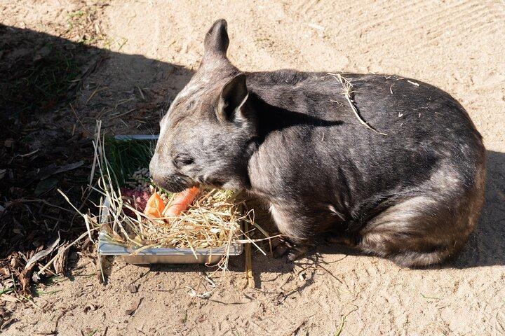 マレー川パドル蒸気船と野生動物体験ツアー