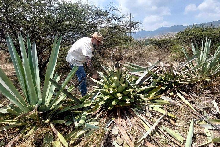 Vivi il Mezcal Tour a Oaxaca