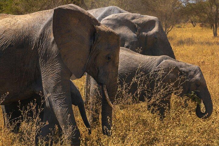 4 - Jours Big Five Safari : Tarangire, Serengeti & Cratère Ngorongoro