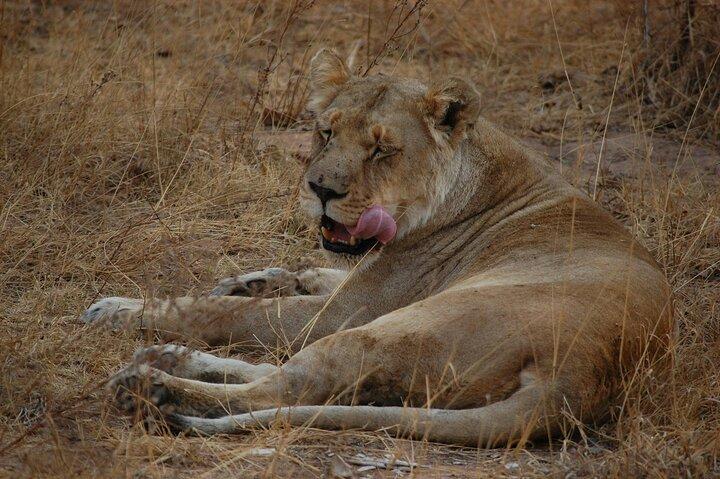 4 - Jours Big Five Safari : Tarangire, Serengeti & Cratère Ngorongoro