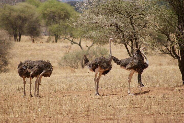 4 - Jours Big Five Safari : Tarangire, Serengeti & Cratère Ngorongoro