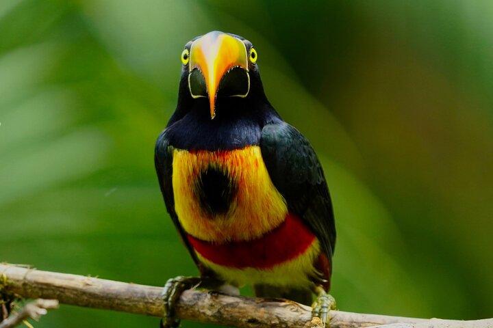 Visite d'observation des oiseaux de Manuel Antonio Esquipulas