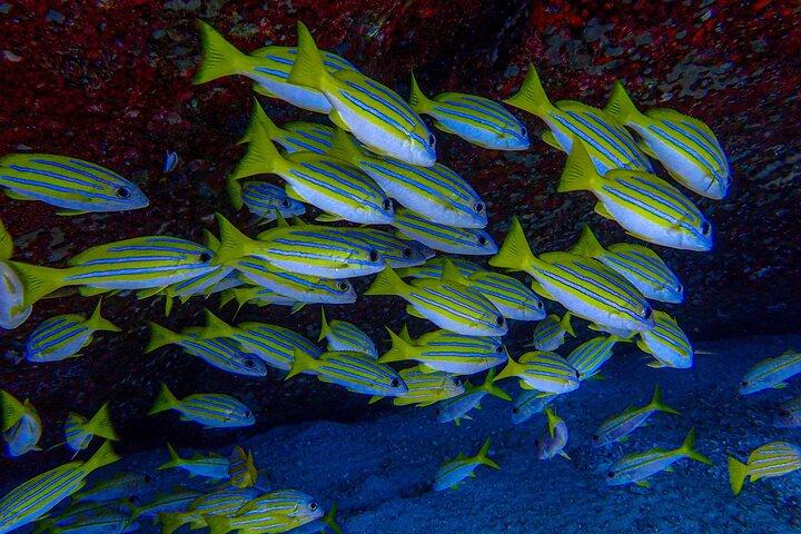 Phuket Scuba Diving Racha Islands for All Level Divers