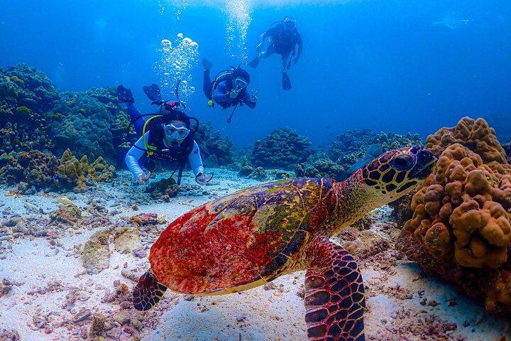 Phuket Dykning Racha Islands for alle niveauer