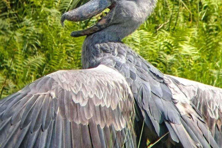 Mabamba Shoebill Tours