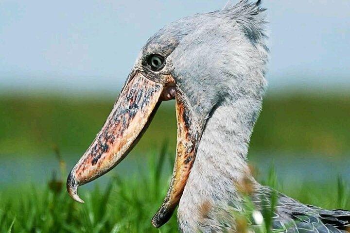 Vluchten naar Mabamba Shoebill