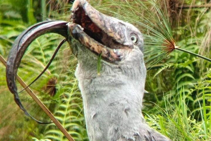 Vluchten naar Mabamba Shoebill