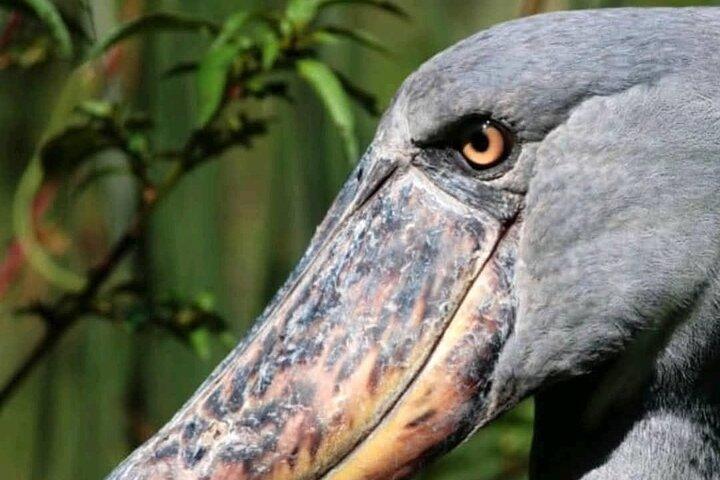 Vluchten naar Mabamba Shoebill