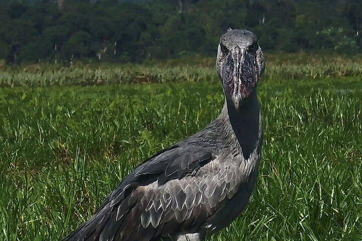 Vluchten naar Mabamba Shoebill