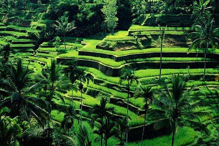 Esplora Bali con Guida Privata