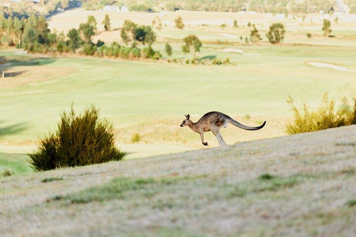 Yarra Valley Chandon Cheese & Sunset Kangaroos de Melbourne