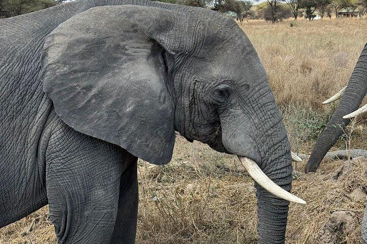 2 - Days Big Five Safari : タランギル＆ンゴロンゴロ・クレーター・アドベンチャー