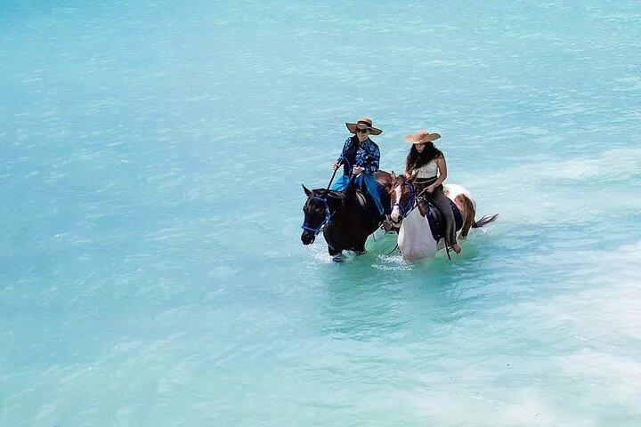 乗馬とウミガメと泳ぐ水族館
