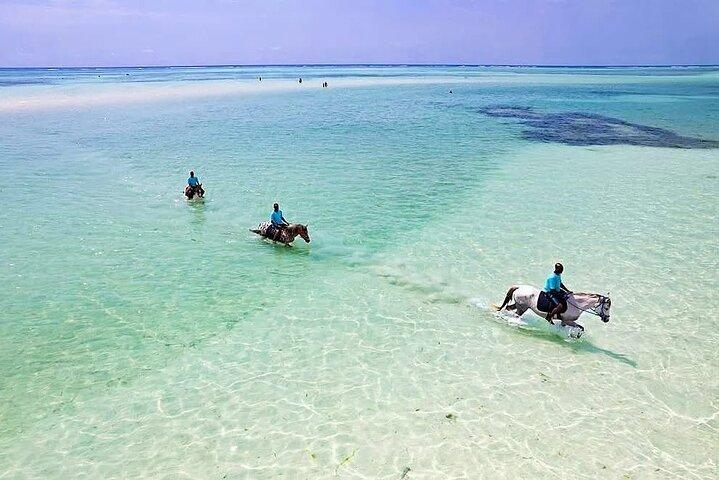 乗馬とウミガメと泳ぐ水族館