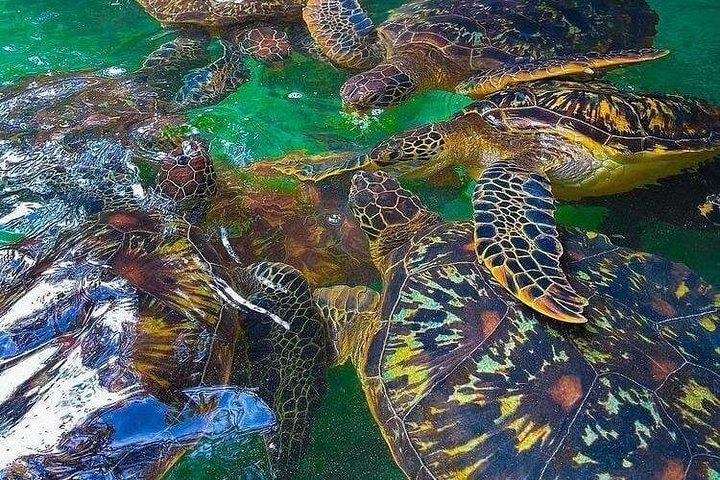 ザンジバル・ムネンバ環礁シーフードBBQランチとウミガメ水族館