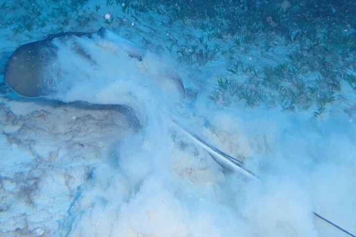 Anguilla Based : PADI Discover Scuba (Introduktionsdyk)