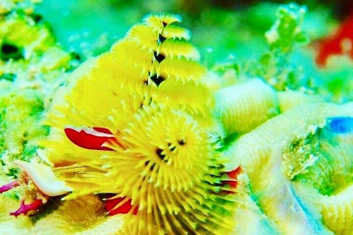 Anguilla Based : PADI Discover Scuba (Introduktionsdyk)