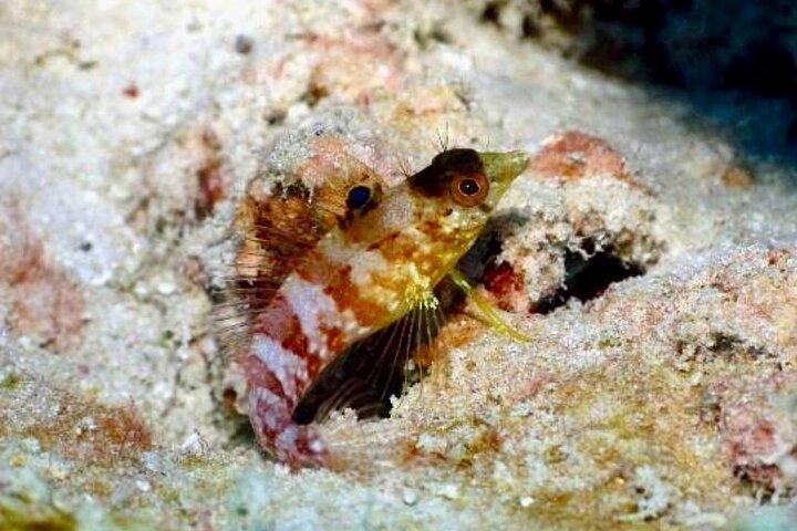 Anguilla Based : PADI Discover Scuba (Introduktionsdyk)