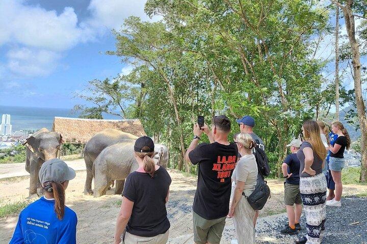 Visita guiada de Phuket al Santuario del Elefante con traslados al hotel