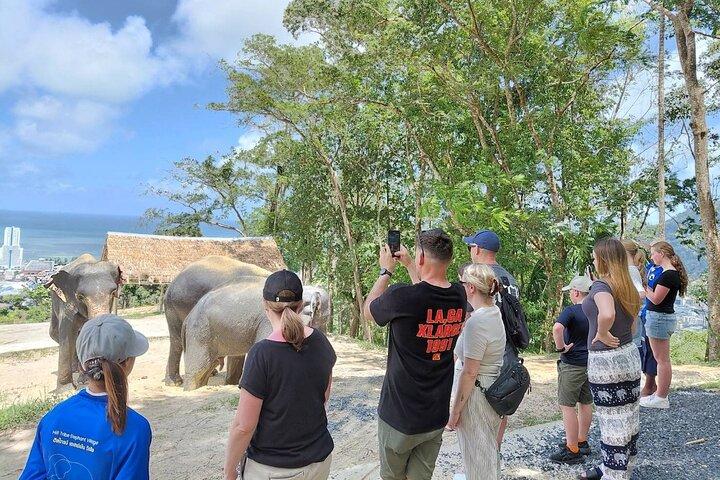 Elephant Sanctuary Small Group Tour i Phuket