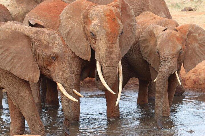 ツァボとアンボセリの3泊4日のサファリ