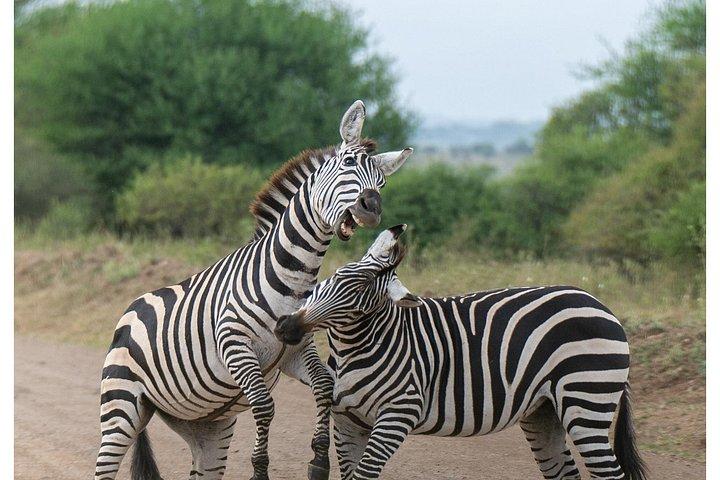ツァボとアンボセリの3泊4日のサファリ